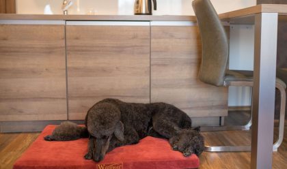 woofmat i stariji psi