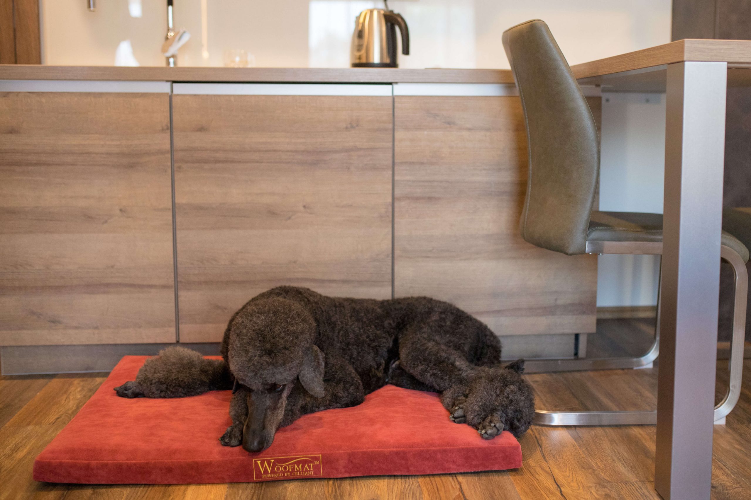 woofmat i stariji psi