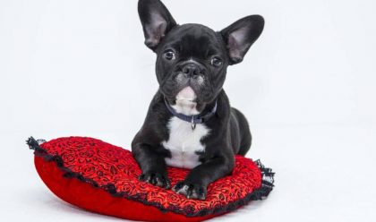 karakteristike francuskog buldoga