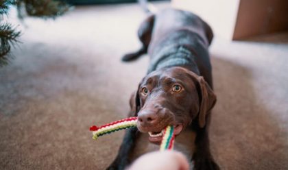 koju igračku za pse kupiti